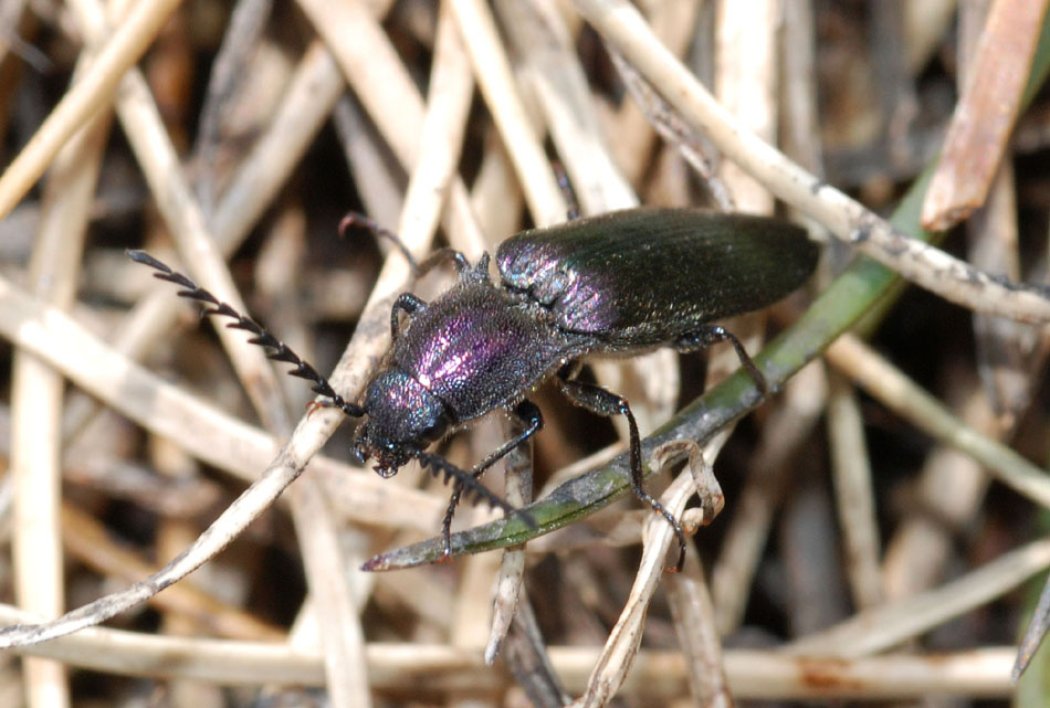 Ctenicera cuprea